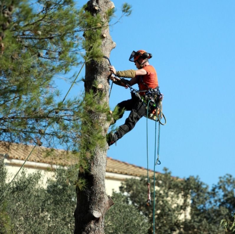 Arbre près de la maison et sol argileux : faut-il s'inquiéter ?